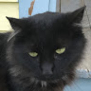 Meet your Posher, Kayleekat20